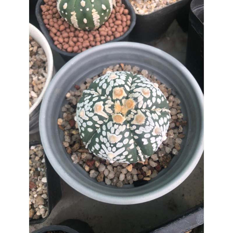 Xương rồng aster V