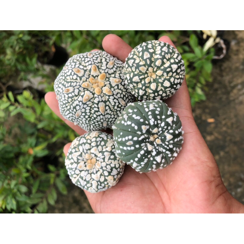 Xương rồng aster V