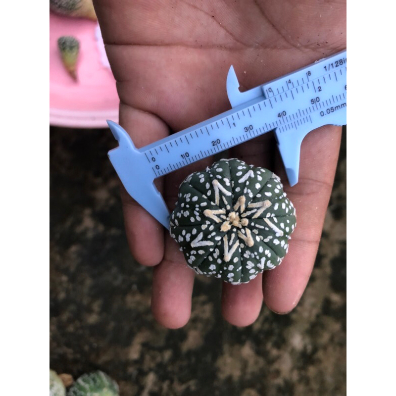 Xương rồng aster V