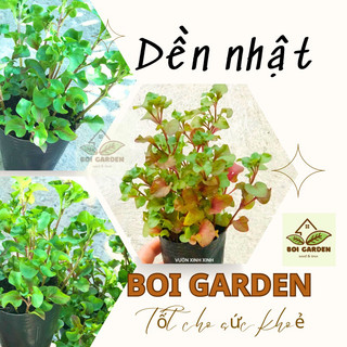 Cây giống rau dền Nhật