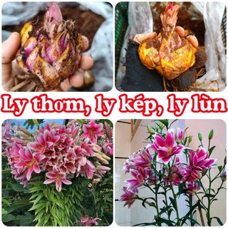 Củ ly kép, ly cao thơm Hà Lan siêu hoa