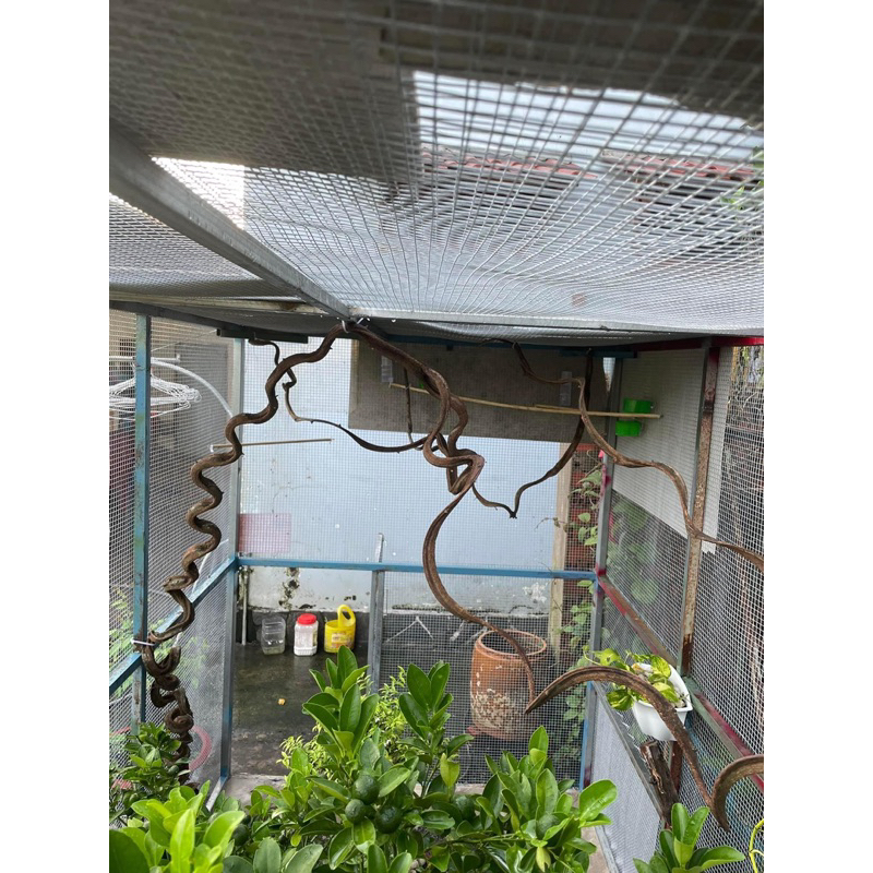 Dây rừng trang trí làm cầu đậu cho chim