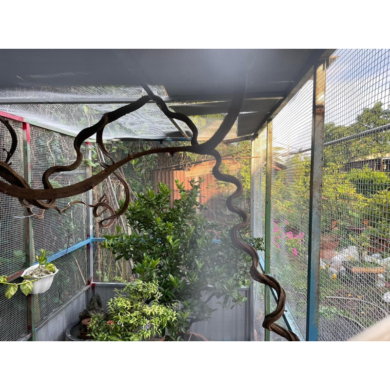 Dây rừng trang trí làm cầu đậu cho chim