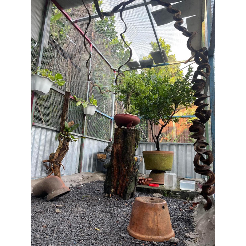 Dây rừng trang trí làm cầu đậu cho chim