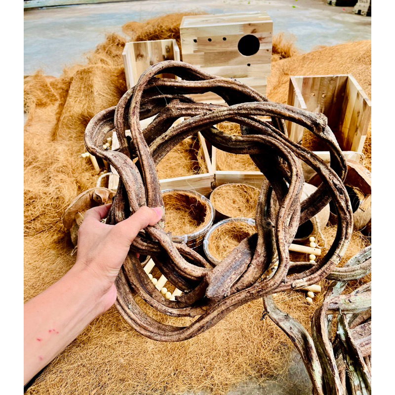 Dây rừng trang trí làm cầu đậu cho chim