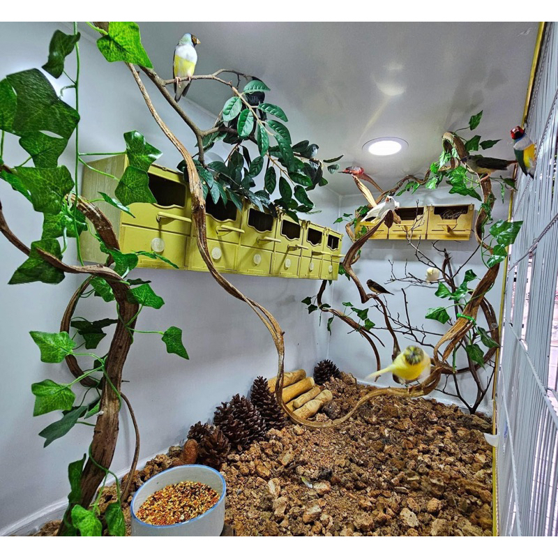 Dây rừng trang trí làm cầu đậu cho chim