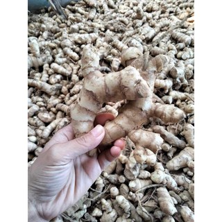 GỪNG ĐEN già cội-200g