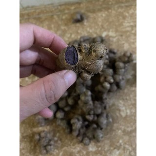 GỪNG ĐEN già cội-200g
