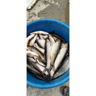 Cá chày ăn liền hồ Thác Bà-500g