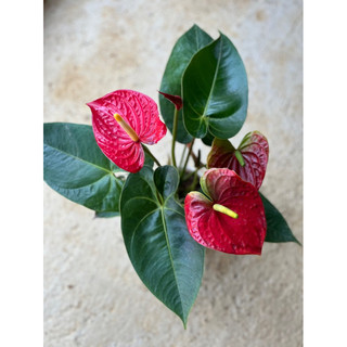 Hồng môn đỏ (chậu đang hoa)