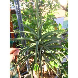 Cây không khí Tillandsia flexuosa