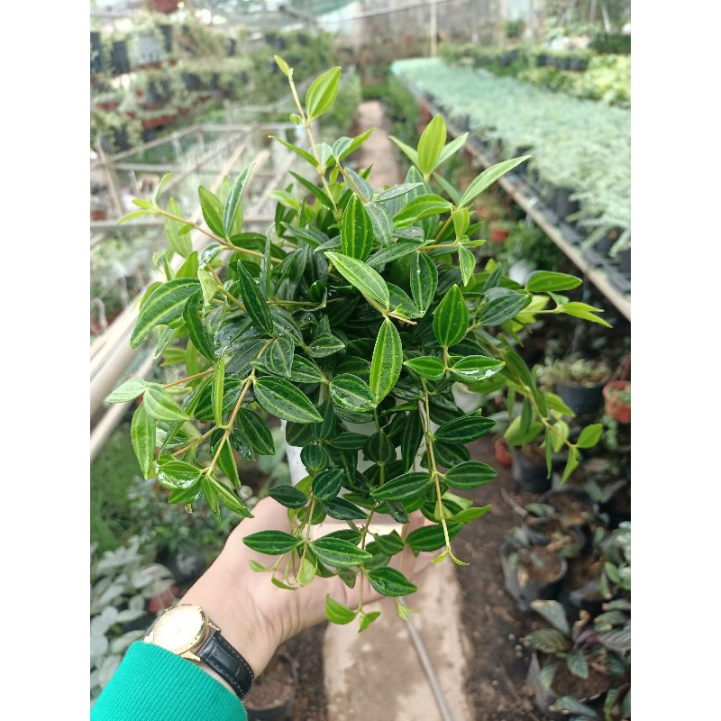 Cây Bình an giỏ treo rủ dài
