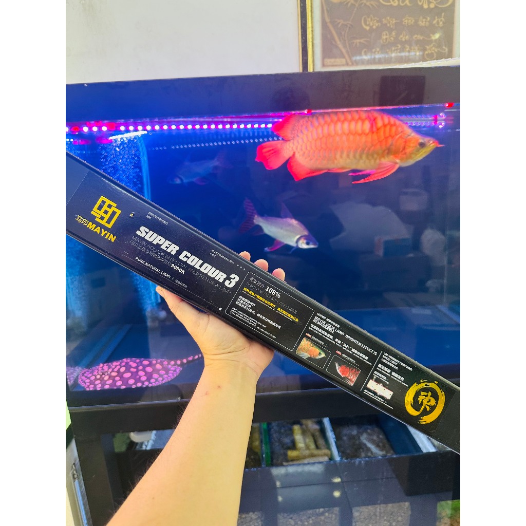 🔴Đèn MAYIN SUPPER COLOR 3 chính hãng , thế hệ thứ 3 mới nhất của hãng Mayin với anh sáng 9000k bao giá toàn quốc