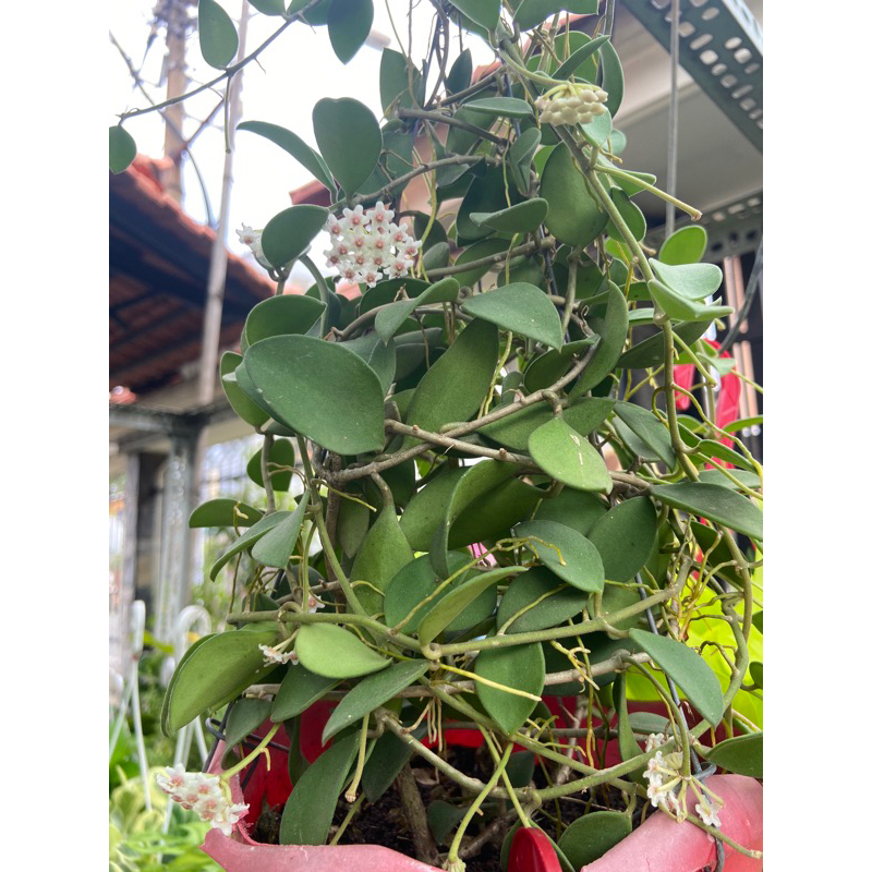 Lan cẩm cù chậu nhỏ