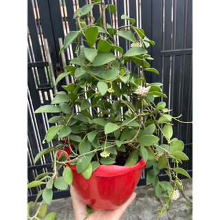 Lan cẩm cù chậu nhỏ