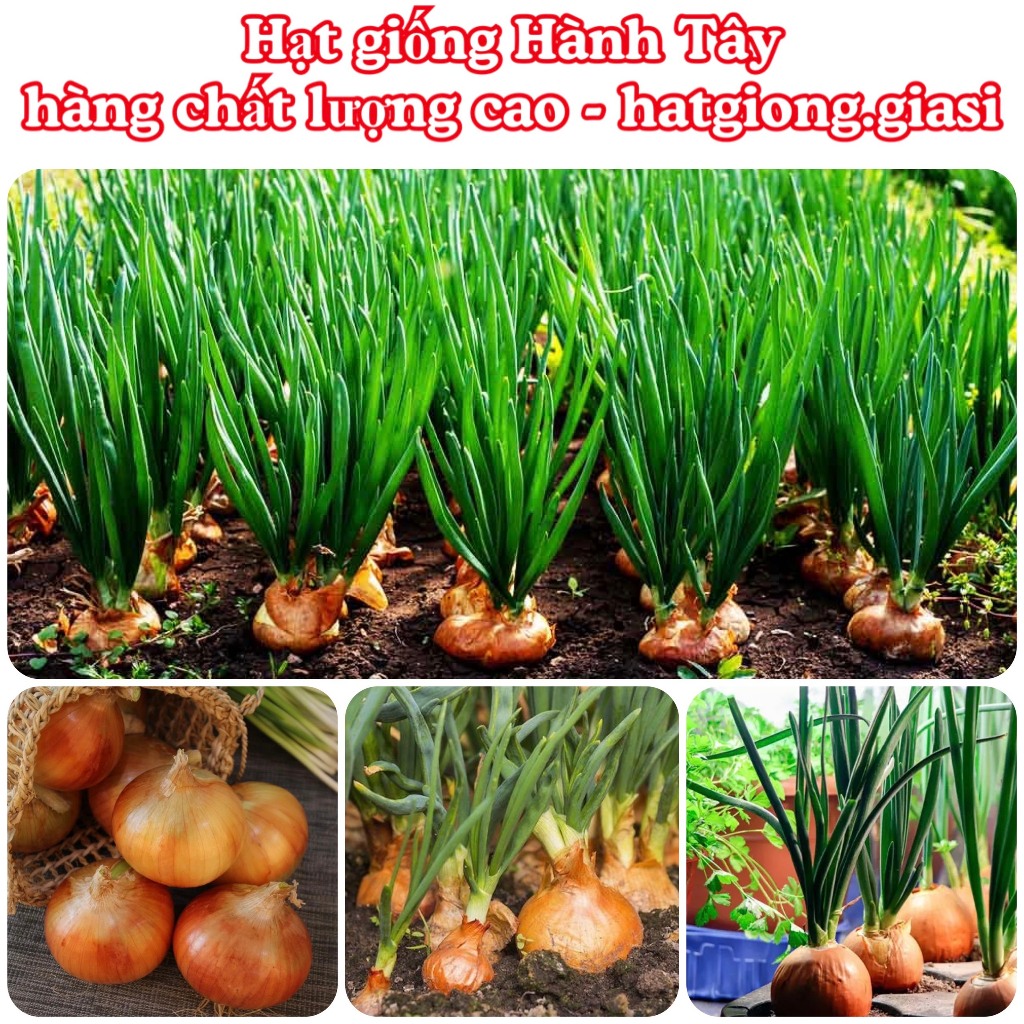 Hạt giống củ hành tây
