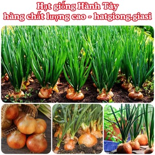 Hạt giống củ hành tây