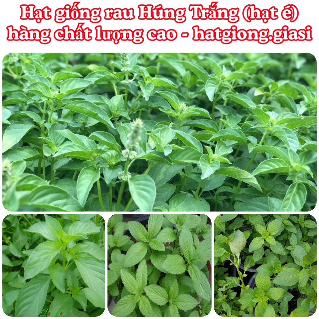 Hạt giống rau É trắng