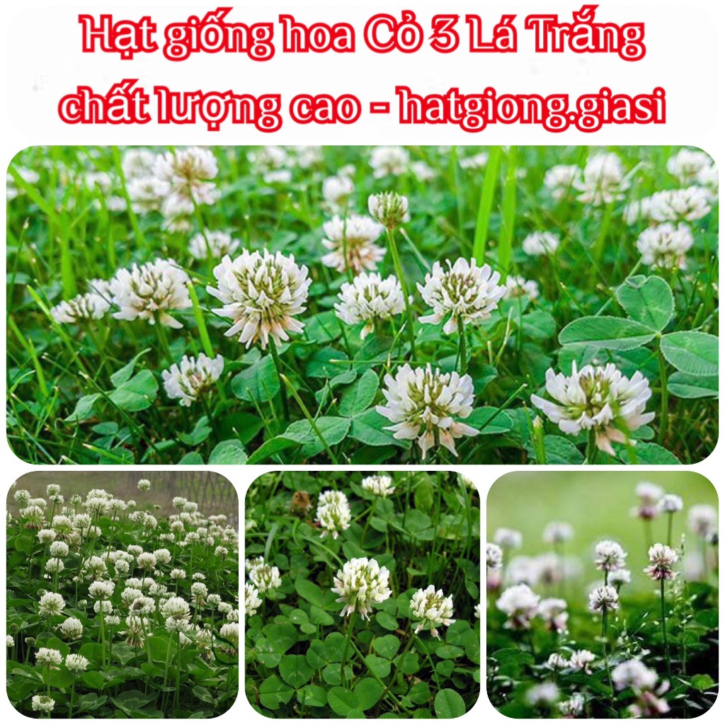 Hạt giống cỏ ba lá trắng
