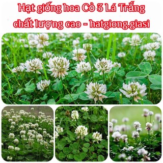 Hạt giống cỏ ba lá trắng