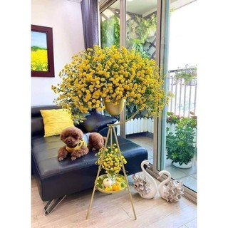 Cây giống hoa Kim cúc làm trà