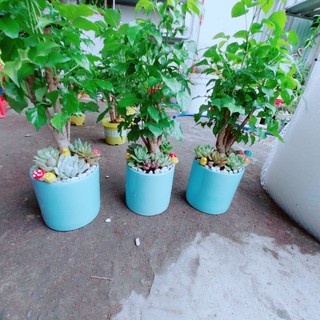 Chậu Cây Hạnh Phúc Tiểu Cảnh(1 chậu)