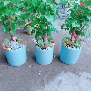 Chậu Cây Hạnh Phúc Tiểu Cảnh(1 chậu)