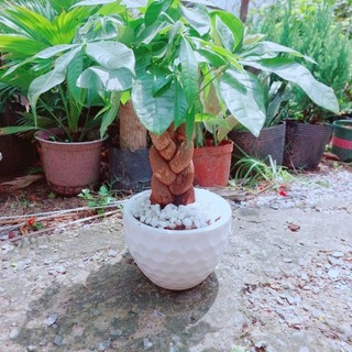 Chậu Cây Kim Ngân Bính