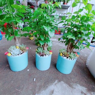 Chậu Cây Hạnh Phúc Tiểu Cảnh