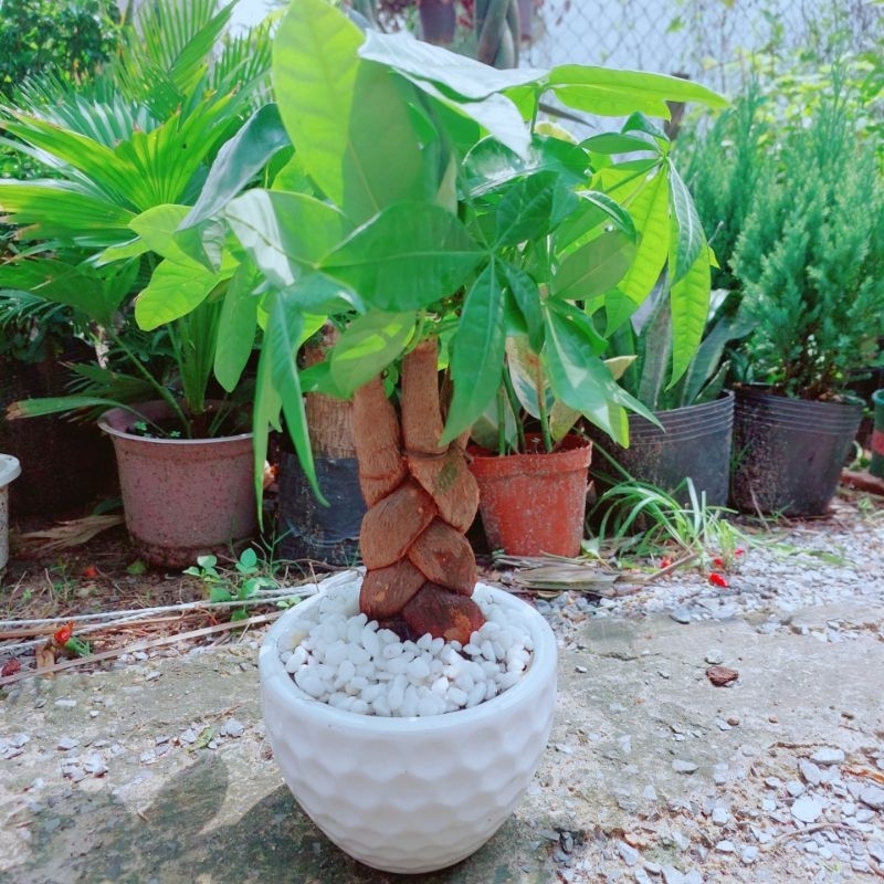 Chậu Cây Kim Ngân Bính