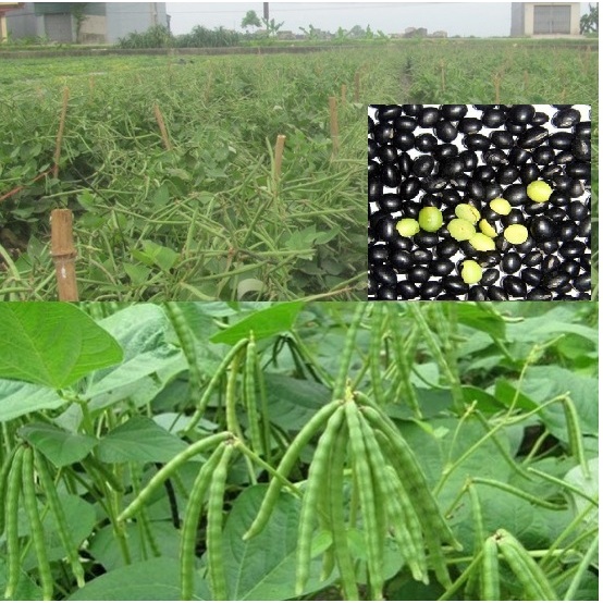 Hạt giống đậu đen lòng xanh - 100gram - hatgiongcaytronggiasi