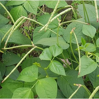 Hạt giống đậu đen lòng xanh - 100gram - hatgiongcaytronggiasi