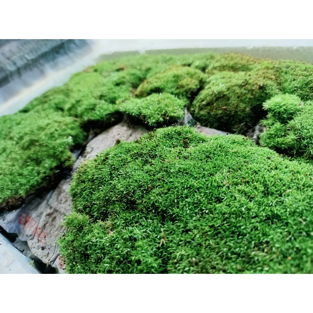 Rêu cỏ siêu bền, khỏe, đẹp cho hồ bán cạn