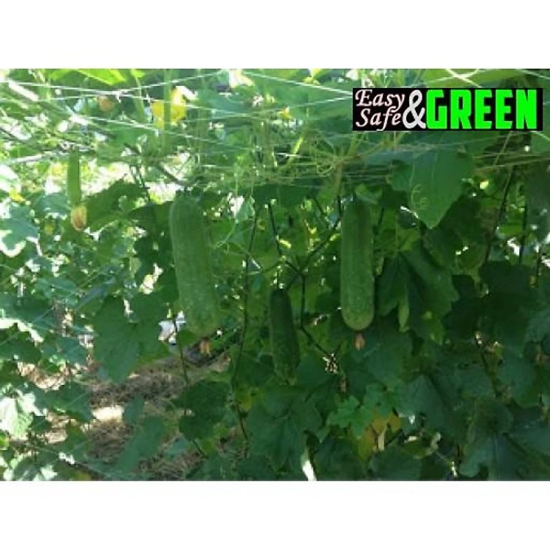 Lưới cước làm giàn leo trồng cây, lưới làm giàn bầu bí mướp