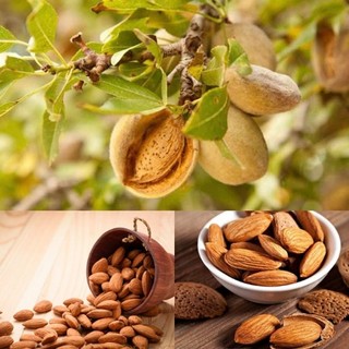 Hạt hạnh nhân nhập Mỹ (Loại Sống) 100Gr