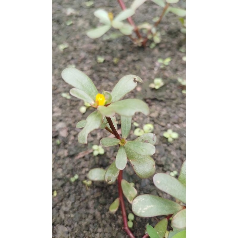 Rau Sam Vườn rau rừng