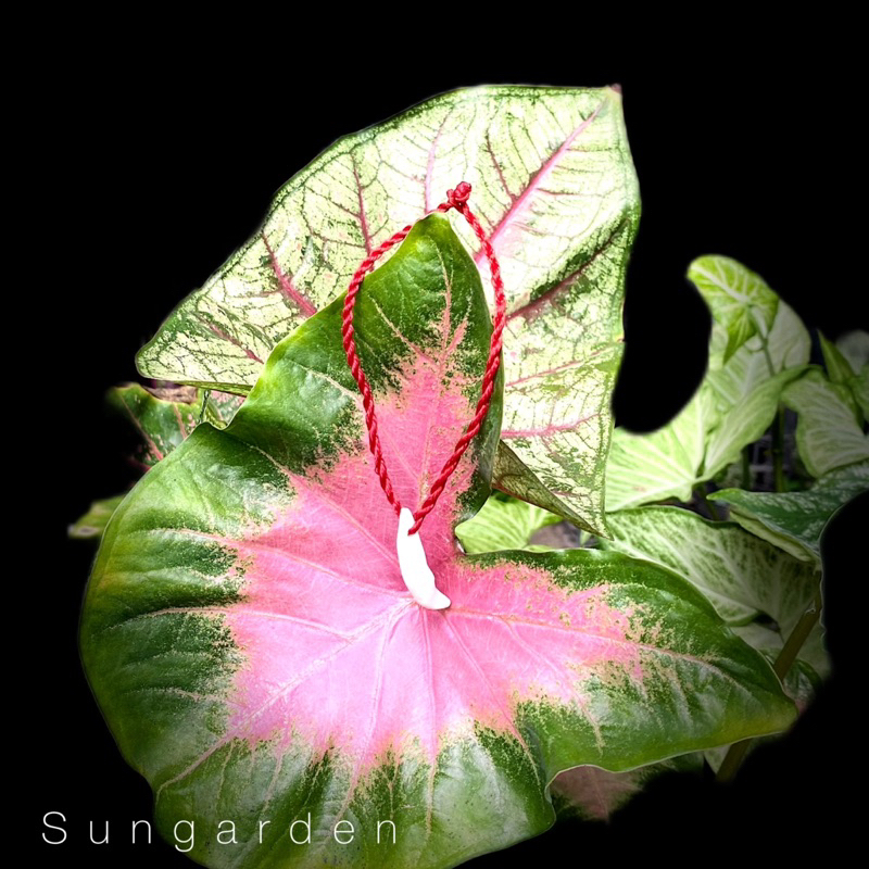 Vòng tay chỉ đỏ bình an unisex