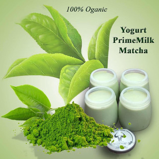 Sữa Chua Trà Xanh Prime milk Mộc Châu 1thùng 12hũ - Không Chất bảo quản, phụ gia - Lên men tự nhiên - Giao Hàng Hoả Tốc