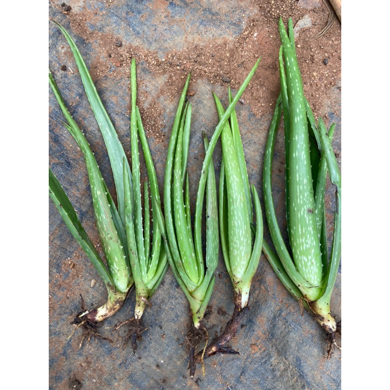 Combo 5 cây nha đam thái