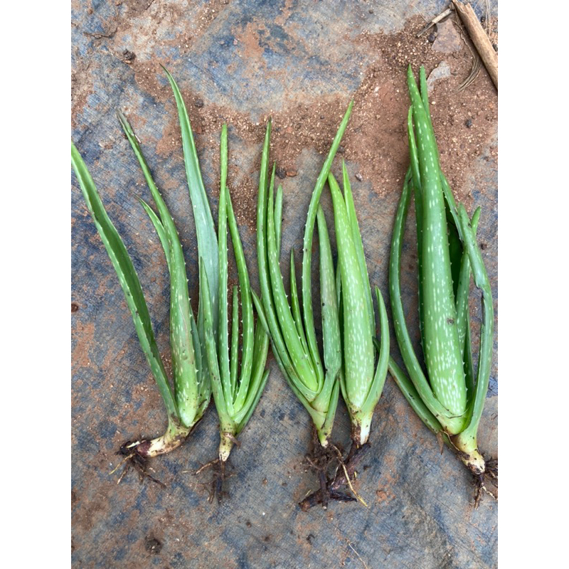 Combo 5 cây nha đam thái