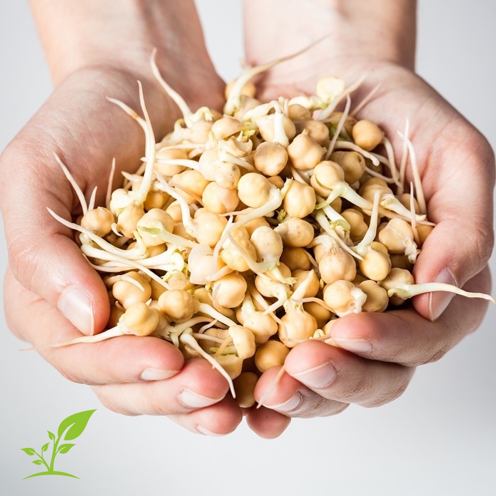 Hạt giống đỗ tương Halan nhập khẩu loại đặc biệt, hạt tiêu chuẩn cao