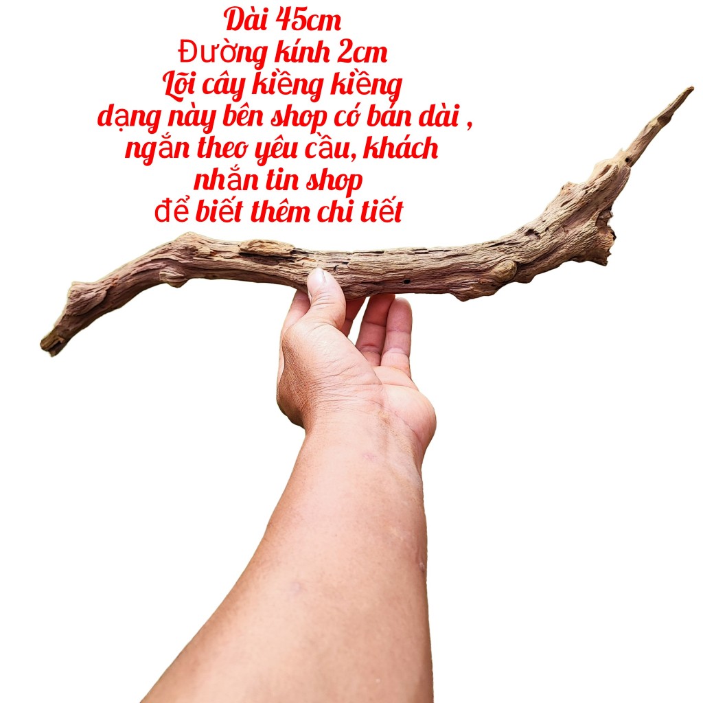 Lũa huyền bí ( tiểu ) cho bể terarium, bán cạn, tiểu cảnh, thủy sinh ( phải gắn đá Nếu lũa nhẹ)