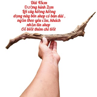 Lũa huyền bí cho bể terarium, bán cạn, tiểu cảnh, thủy sinh