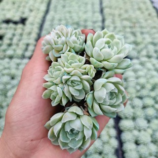 Sale+ sen đá ngọc tròn size nhỏ đẹp.