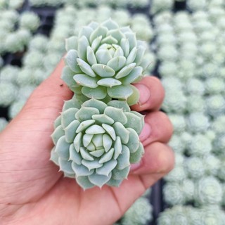 Sale + sen đá hồng lona rất đẹp.