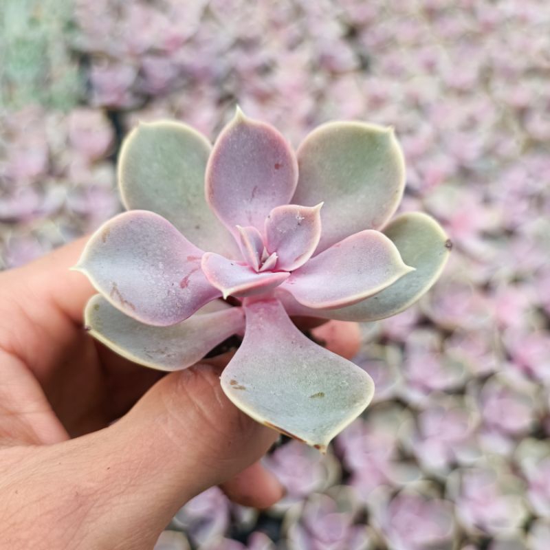 Sale ++ Sen Đá Hồng Dâu Size Nhỏ.