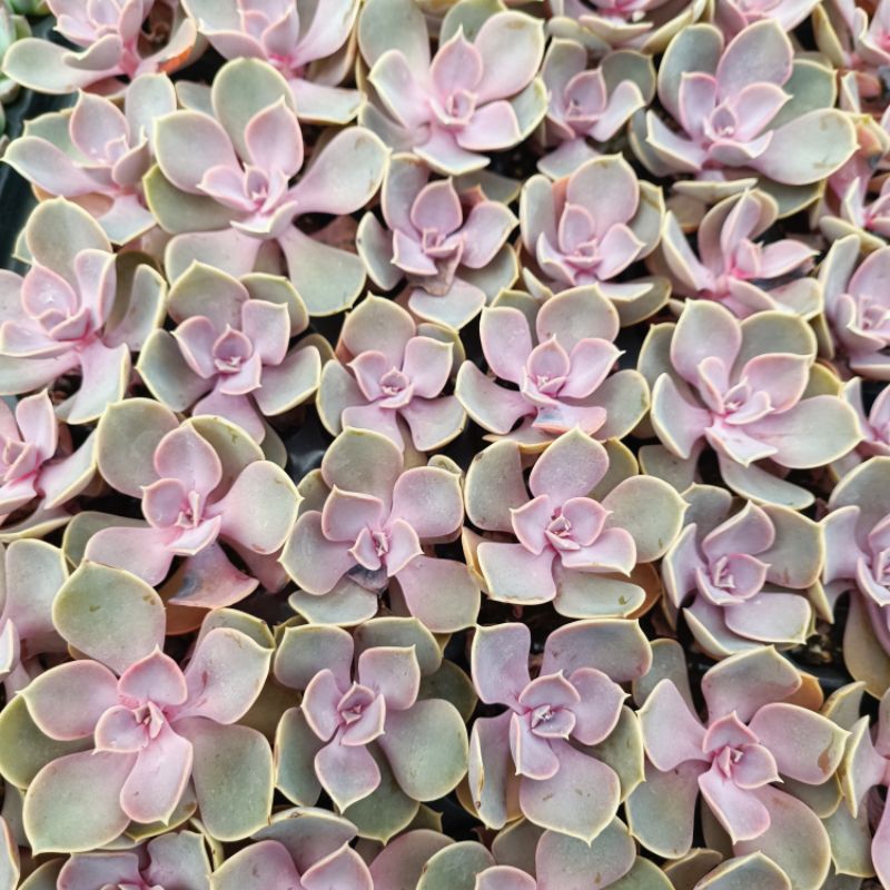 Sale ++ Sen Đá Hồng Dâu Size Nhỏ.