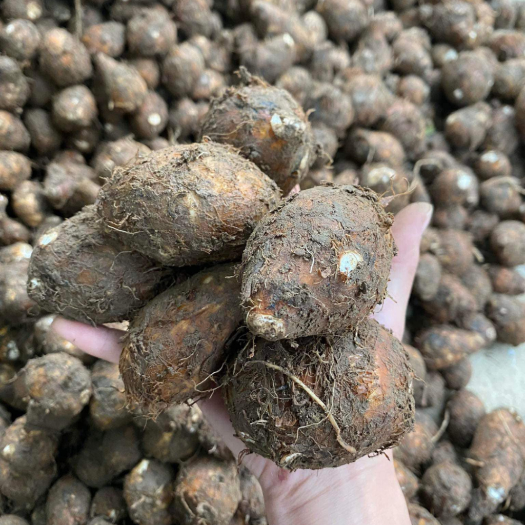 Khoai Sọ Nương Trạm Tấu 1kg, Sạch, Tươi Đặt Hàng Lúc Nào Đào Lúc Đó