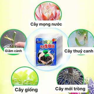 Bột kích rễ kích mầm cho cây 10g