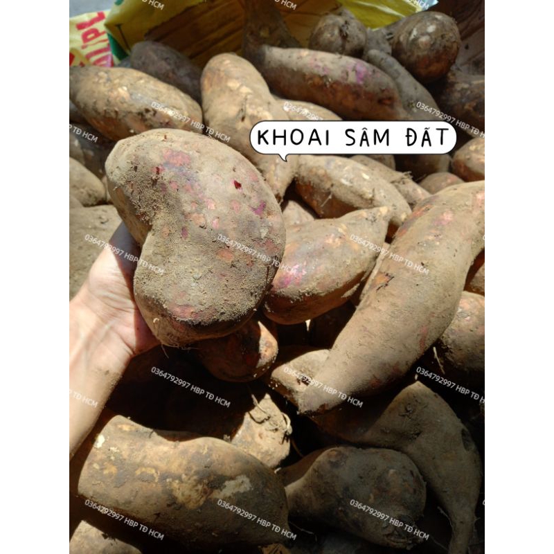 TPHCM KHOAI SÂM 1KG _ SÂM ĐẤT CUỐI MÙA